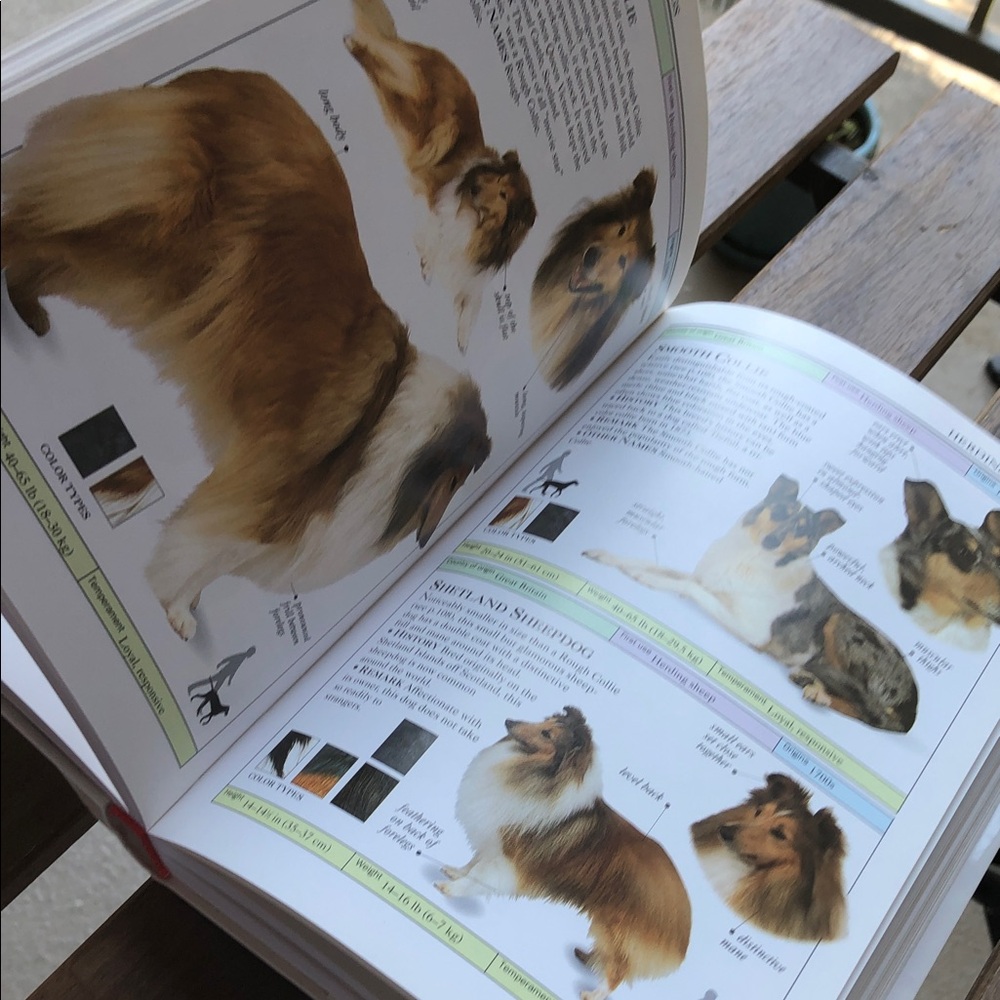 Dogs Visual Guide - Picture 4 of 7